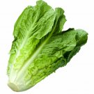 Lettuce 1200 Seeds