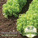 Salad Bowl Lettuce 1200 Seeds