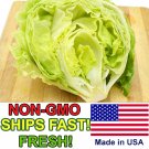 Iceberg Lettuce 1200 Seeds