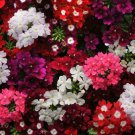 Berry Mix Verbena Flower 50 Seed