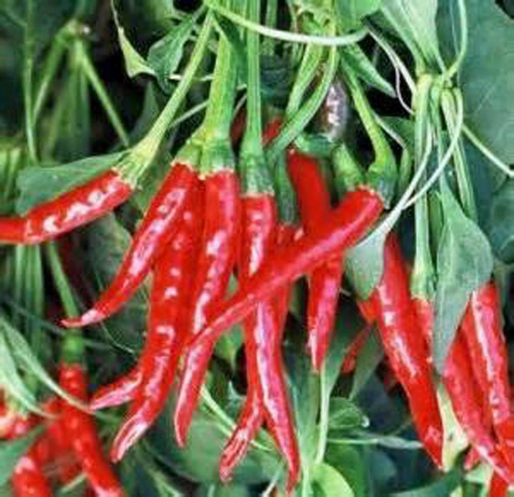 THAI HOT, HEIRLOOM, ORGANIC, NON GMO, 20 SEEDS