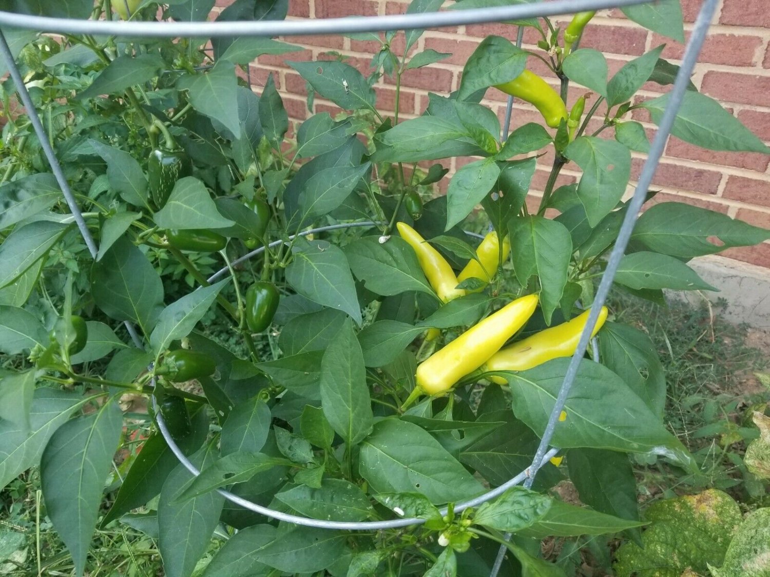 Hungarian WAX Pepper 100 Seeds