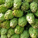 Artichoke 25 Seeds
