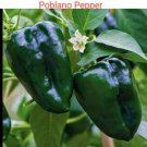 ORGANICALLY GROWN Ancho Poblano Pepper 30 Seeds