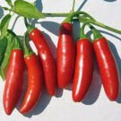 PEPPER SEED, SERRANO, HEIRLOOM, ORGANIC, 100 SEEDS