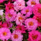 Double Pink Mix Moss Rose 100 Seeds