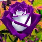White Purple Rose 10 Seeds