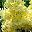 Yellow Lilac 25 Seeds
