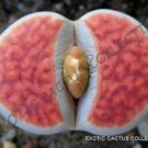 RARE LITHOPS KARASMONTANA ORANGE ICE 15 Seeds