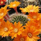 Rebutia flavistyla @J@ exotic rare cactus seed 15 SEEDS