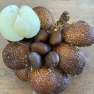 Zalacca Salaka salak pondoh 8 Seeds