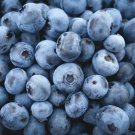 Highbush Blueberry 60 Seeds