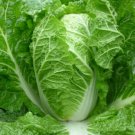 Yong Chinese Napa Cabbage 200 Seeds