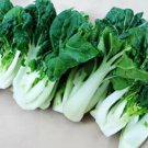 Canton pak choi Chinese Cabbage 200 Seeds