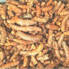 Fresh Turmeric Roots Curcuma 7 Seeds