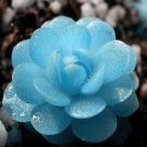 Mini Potted Succulents 50 Seeds