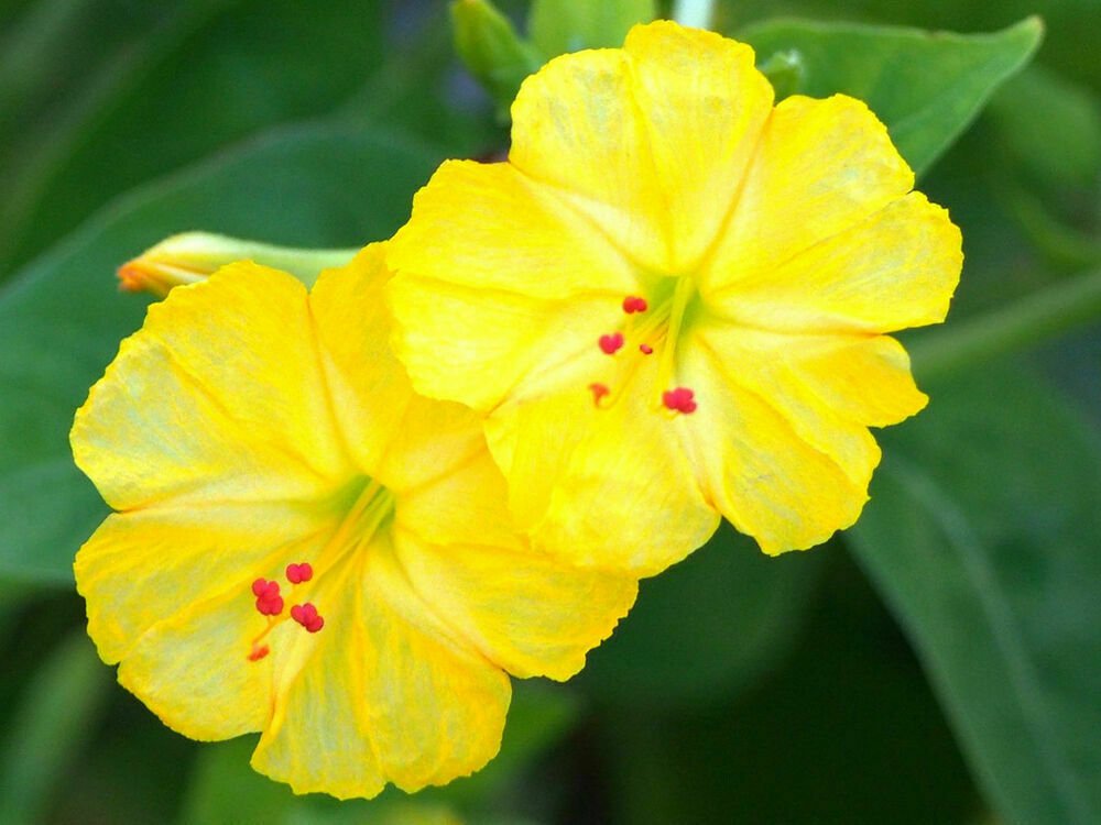 YELLOW Mirabilis Jalapa 5 Seeds