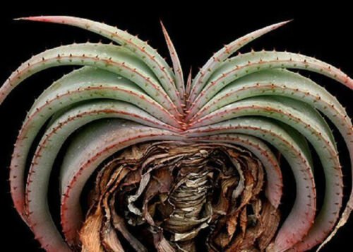 Aloe suprafoliata exotic 10 Seeds