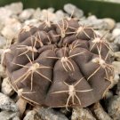Gymnocalycium lukasikii Cactus 3.5 Pot