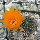 Lobivia arachnacantha Cactus 3.5 Pot
