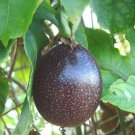 Organic Purple Passion fruit 10 Seeds