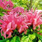 Justicia carnea Flamingo Flower 3" pot Plant
