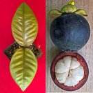 Purple Mangosteen 2.5 Pot