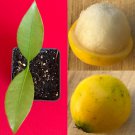 Lemon Drop Mangosteen 2.5 Pot