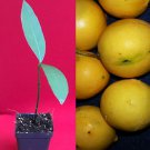 Luc's Mexican Achachairu Yellow Garcinia 2.5 Pot