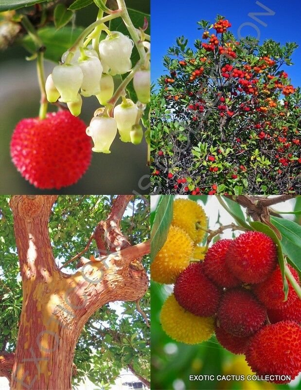 ARBUTUS UNEDO 15 Seeds