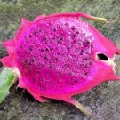 Dragon fruit purple 10 Seeds