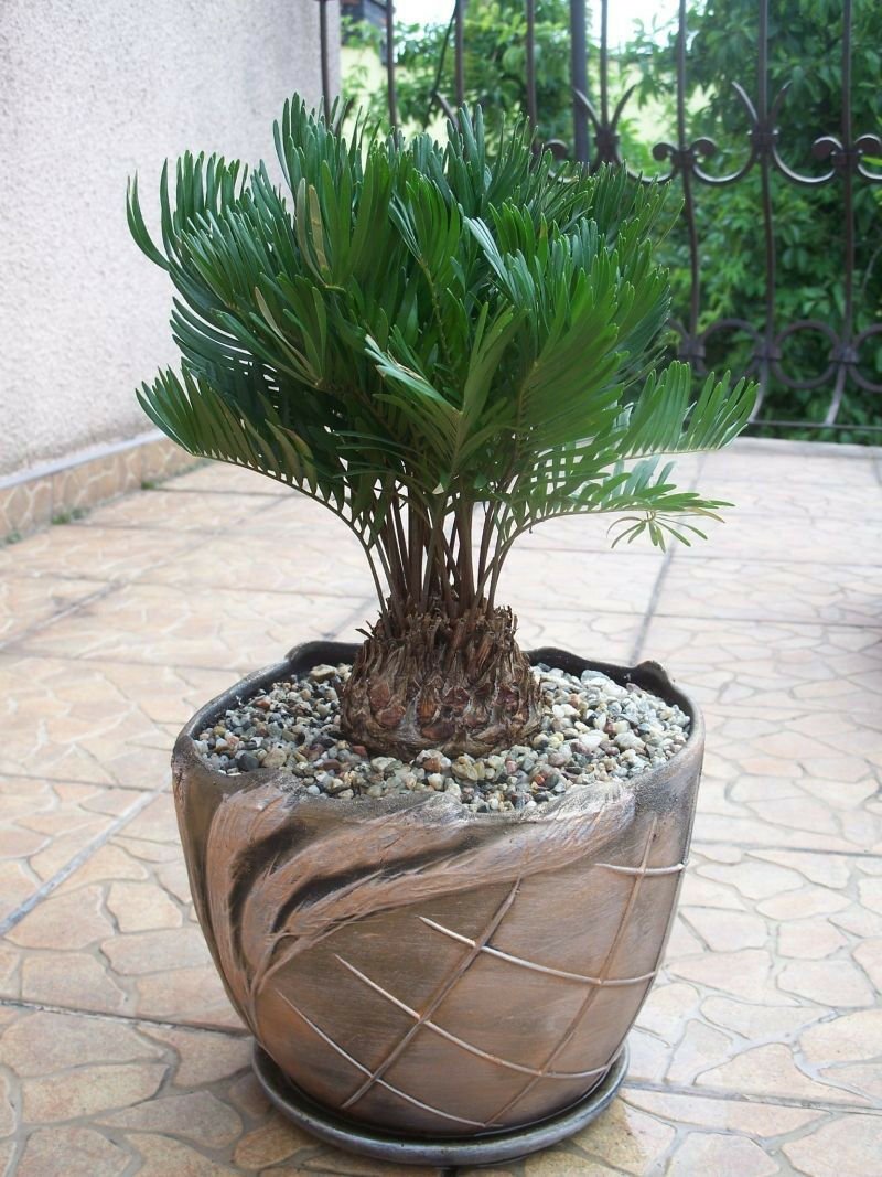 ZAMIA FLORIDANA 10 Seeds