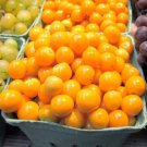 Physalis Peruviana GOLDENBERRY Gooseberry 25 Seeds
