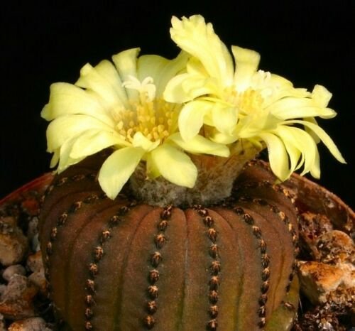 Frailea castanea exotic 25 Seeds
