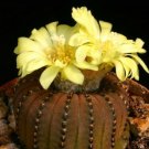 Frailea castanea exotic 25 Seeds