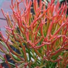 Euphorbia tirucalli Rosea 5 Seeds
