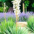 Yucca Filamentosa 15 Seeds