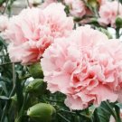 Light Pink Carnation 100 Seeds