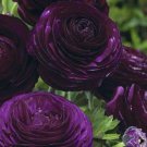Dark Purple Persian Buttercup 25 Seeds