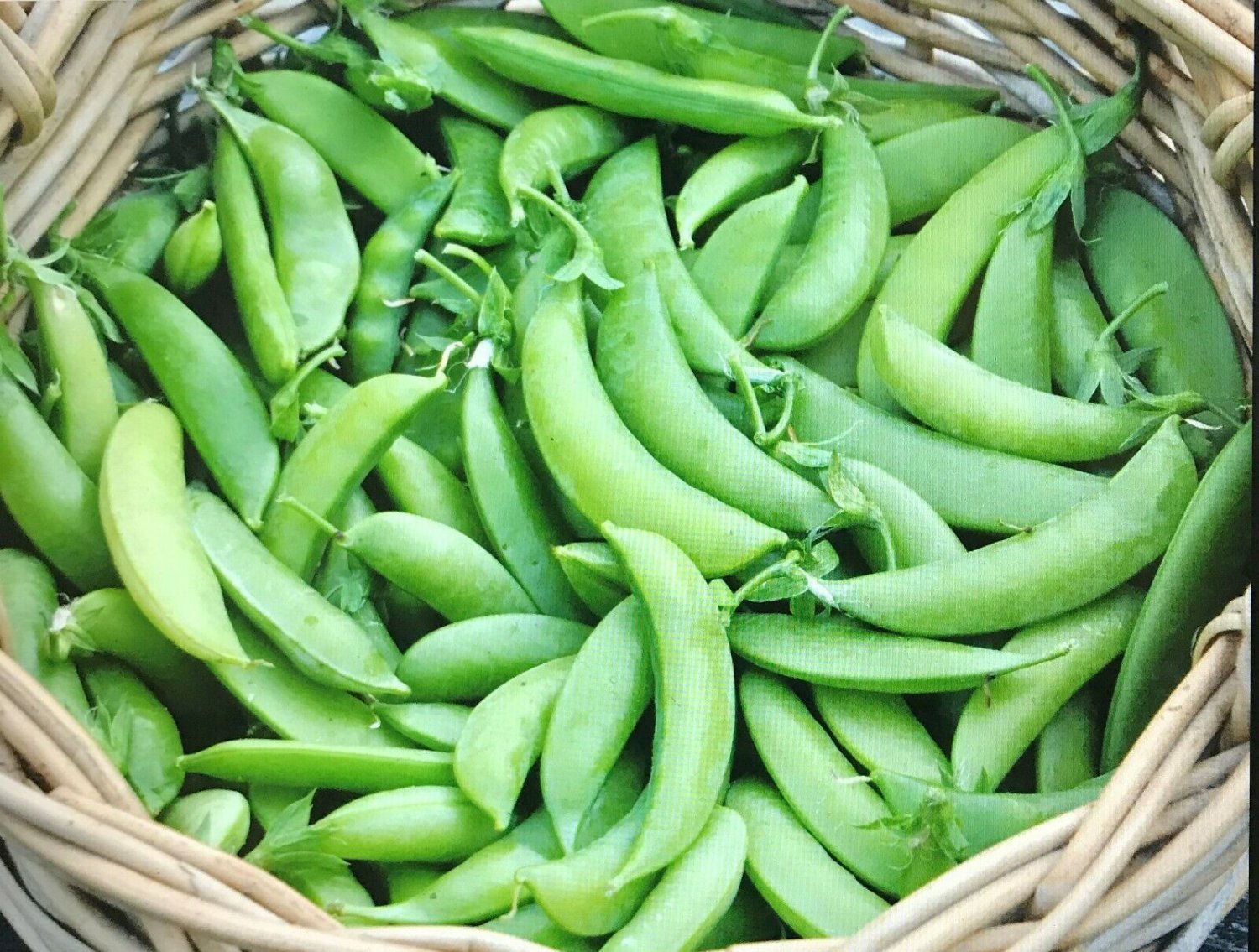 SUPER SUGAR SNAP PEA 400 SEED