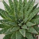 Aloe aristata Cactus 3.5 Pot