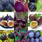 PURPLE FRUITS MIX 15 Seeds