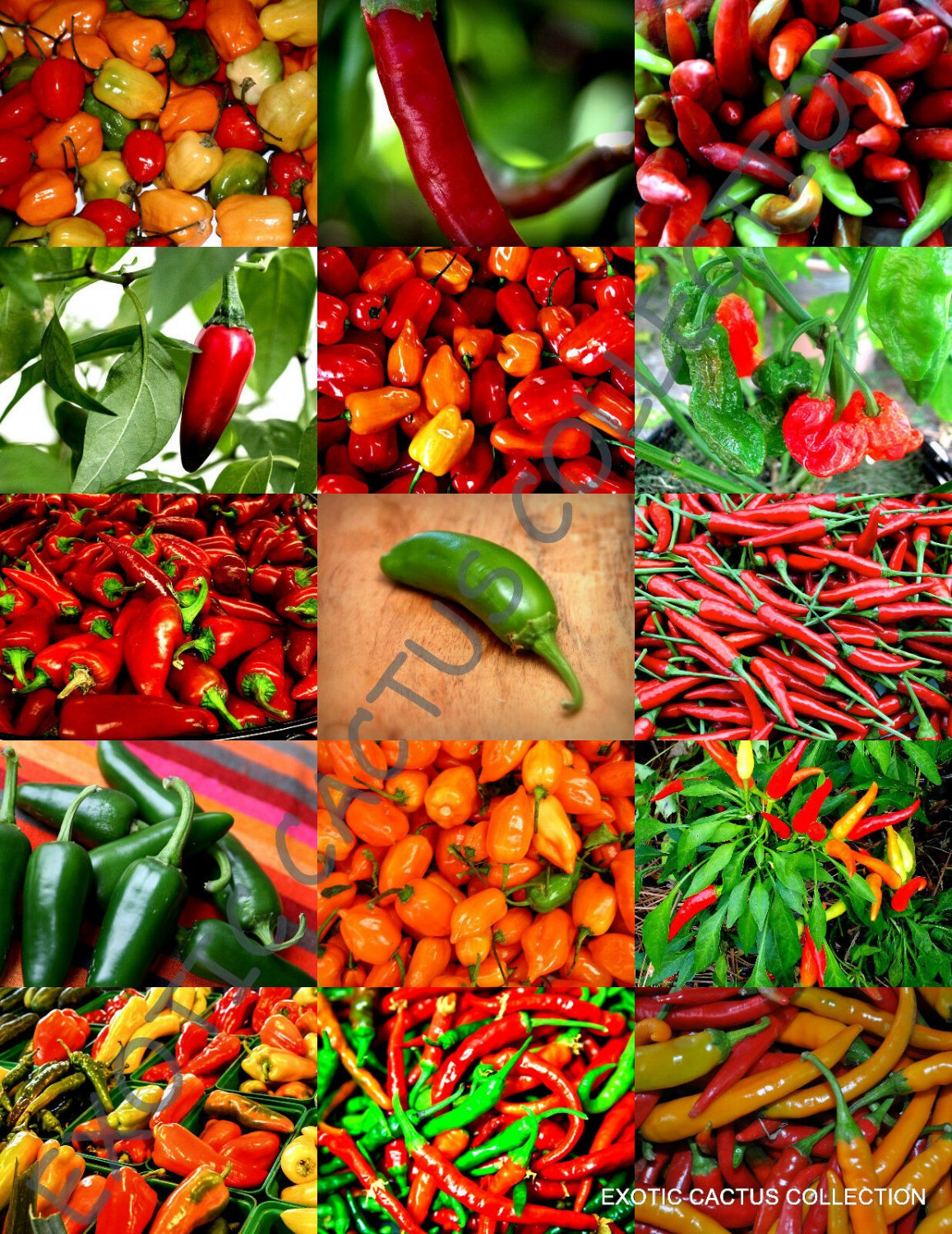 SPICY PEPPERS MIX 50 Seeds