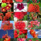 RED FLOWER PLANTS MIX 15 Seeds