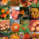 ORANGE FLOWER PLANTS MIX 15 Seeds