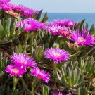 Carpobrotus Virescens 20 Seeds