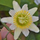 Passiflora biflora 15 Seeds