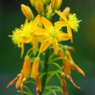 BULBINE NATALENSIS 20 Seeds