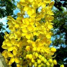 GOLDEN SHOWER TREE 10 Seeds