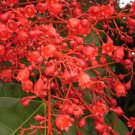 Illawarra Flame Tree 10 Seeds